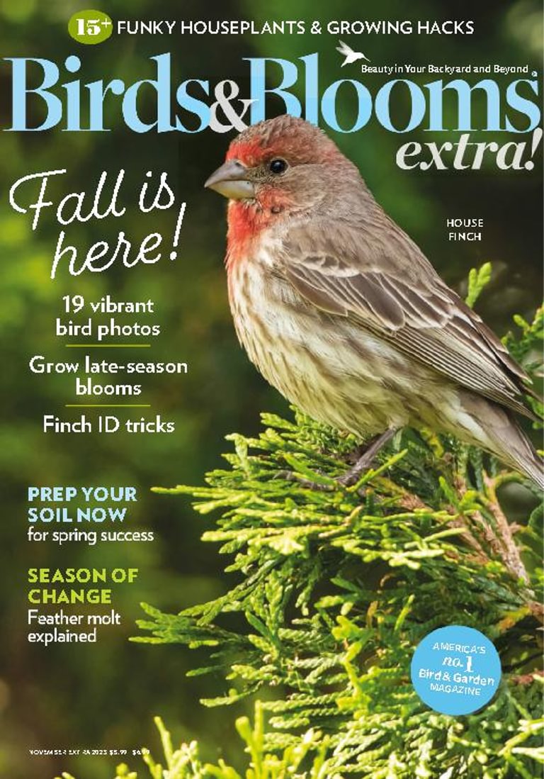Birds and Blooms Extra Magazine (Digital) Subscription Discount 